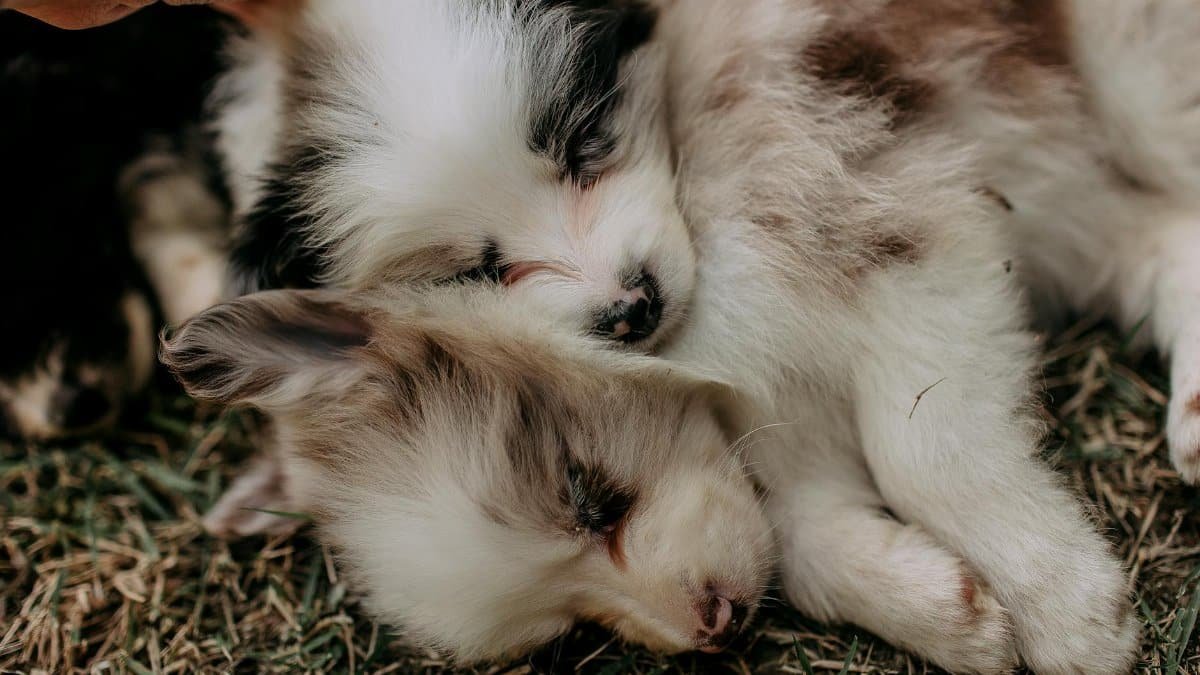 Two fluffy puppies peacefully sleeping on grass, showcasing innocence and warmth.