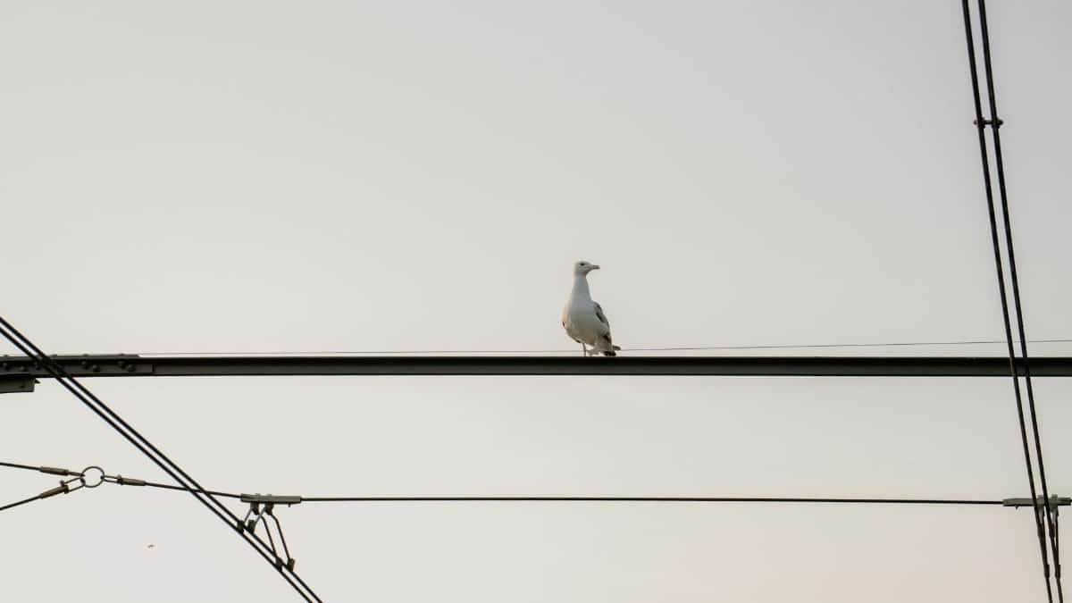A lone seagull perched on a power line against a pale sky at dusk, creating a minimalist scene.