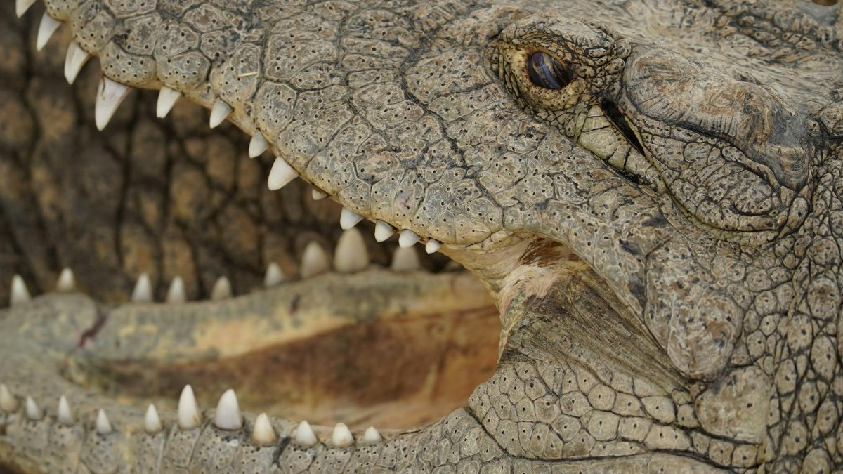 Detailed close-up of a crocodile with open mouth revealing sharp teeth and textured skin.