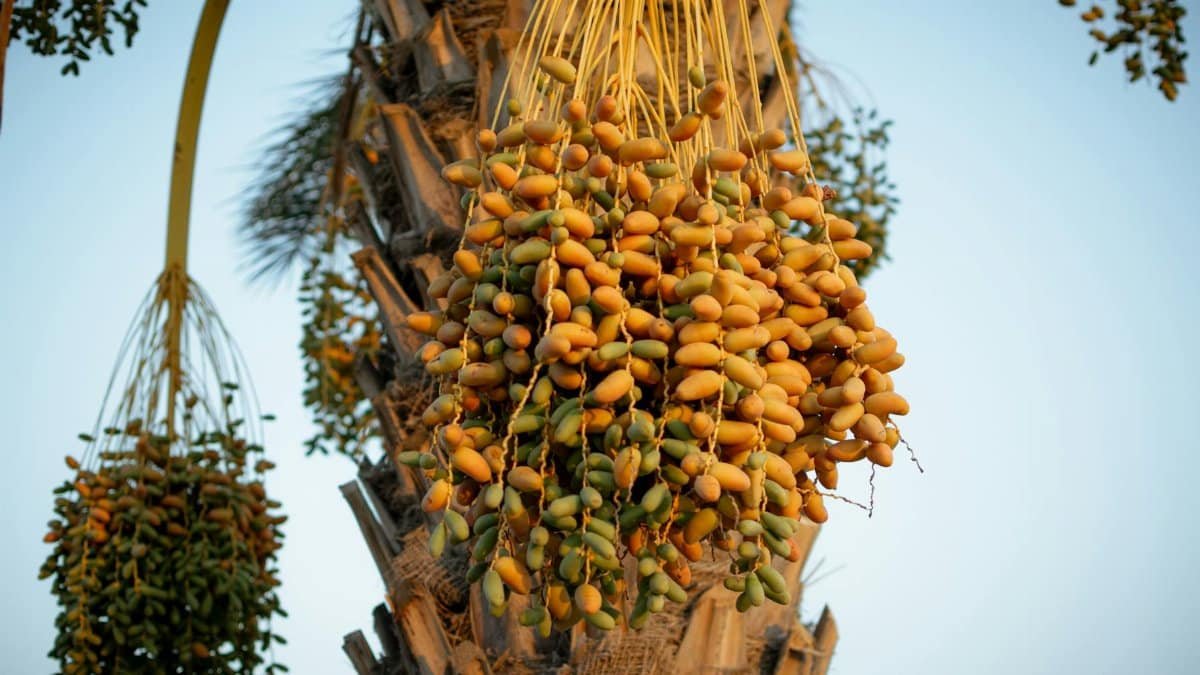 Close-up of ripe date palms hanging from a tree in Tataouine, highlighting the rich harvest.