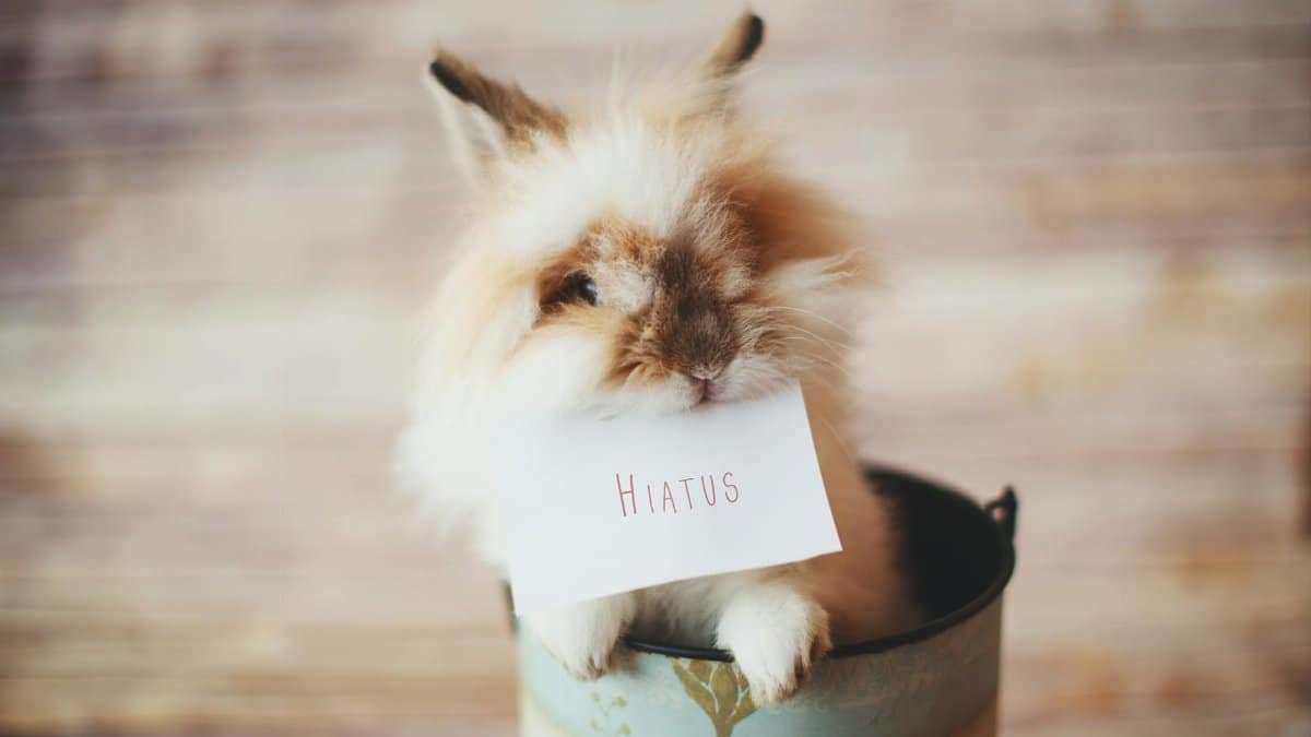 A cute fluffy rabbit holding a note with 'Hiatus' written on it inside a can.