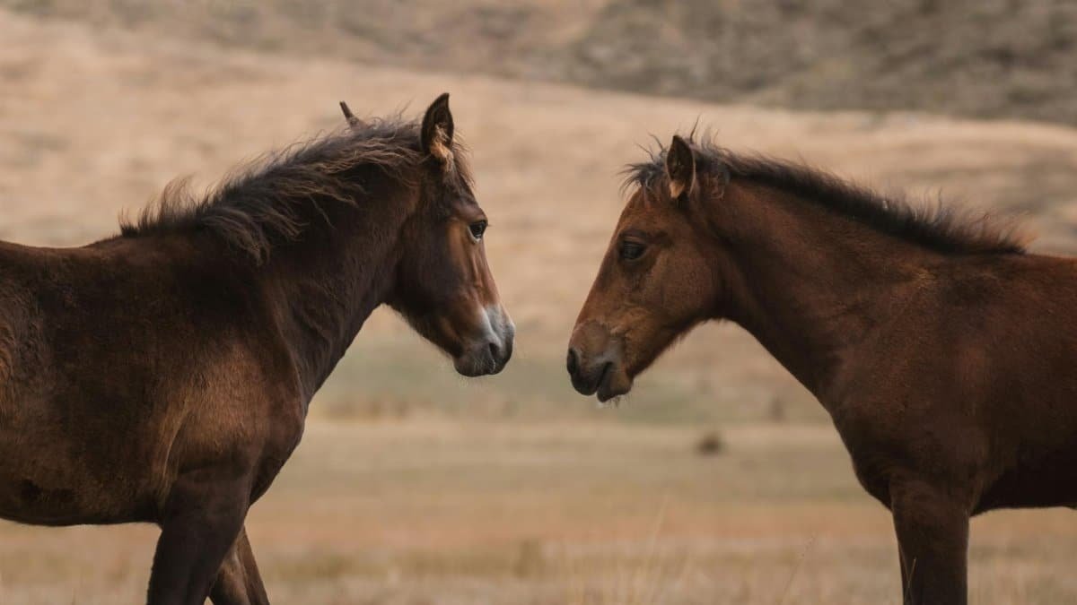 A close encounter between two horses in the scenic Seydişehir landscape, capturing equine rivalry.