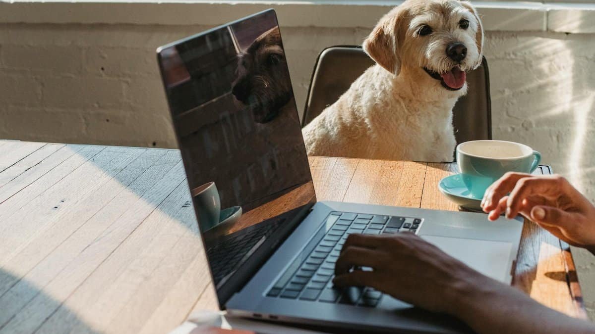 Crop anonymous young African American female freelancer using netbook and drinking coffee while sitting at table near dog