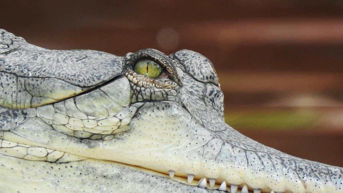 Detailed close-up of a gharial's eye and skin texture, showcasing its unique features.