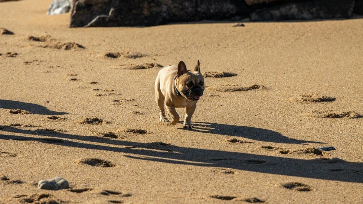 A French Bulldog walking on Matosinhos Beach, Porto, on a sunny day.