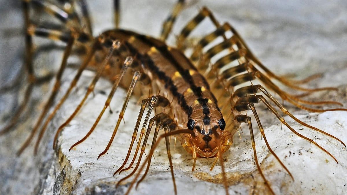 Macro photograph of a house centipede displaying its intricate stripes and long legs.