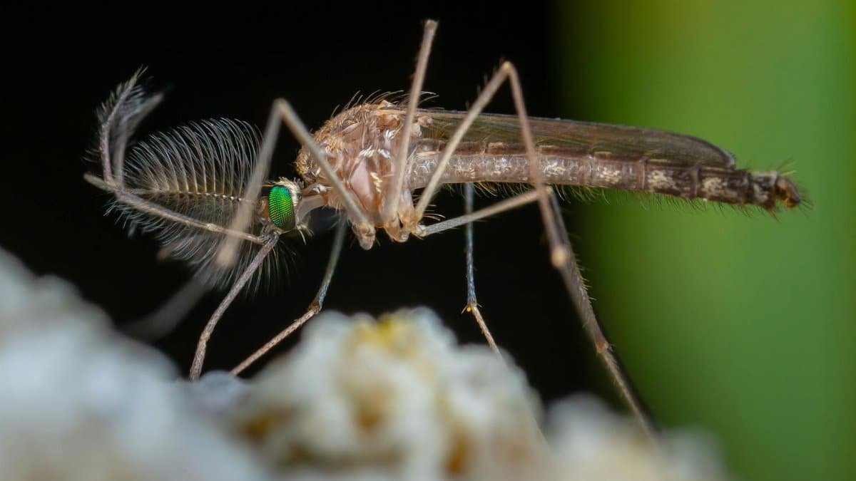 Detailed macro image of a mosquito showing fine details and vibrant colors.