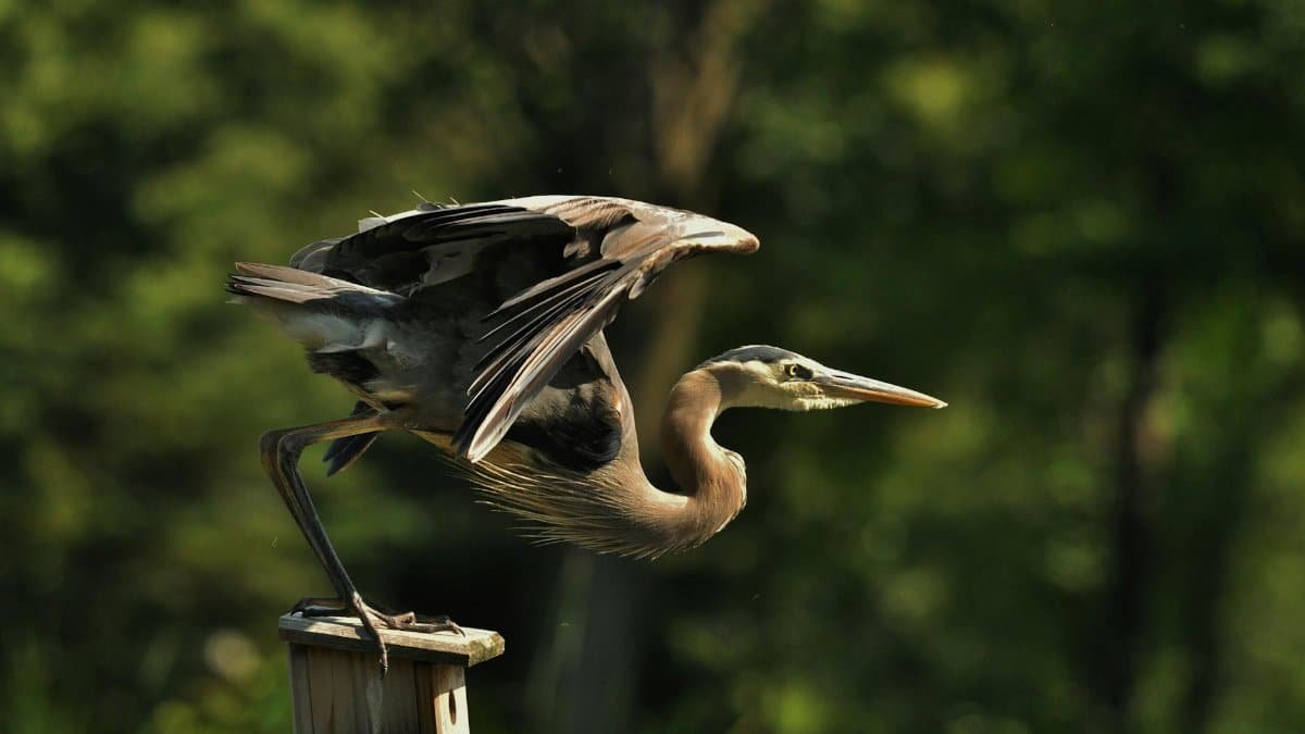 Close-up of a heron poised gracefully on a wooden post with blurred forest backdrop.