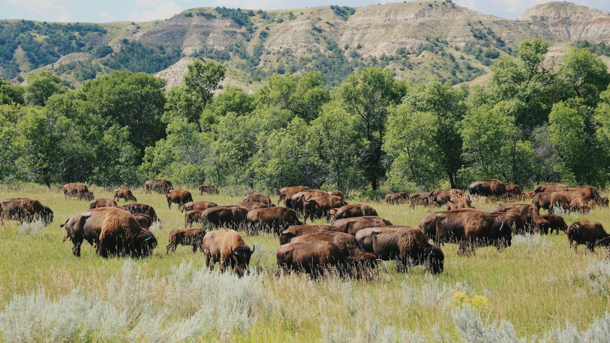 Bison grazing in Theodore Roosevelt National Park, North Dakota, with scenic landscape and mountains.