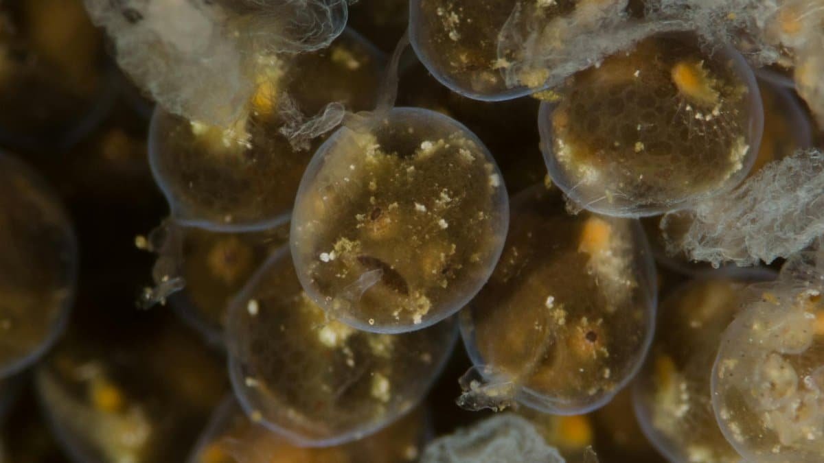 Detailed close-up of fish eggs underwater, highlighting textures and natural habitat.
