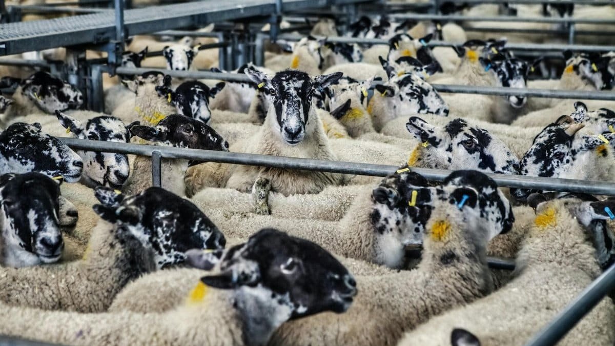 A crowded pen of speckle-faced sheep at an agricultural market, showcasing livestock management.