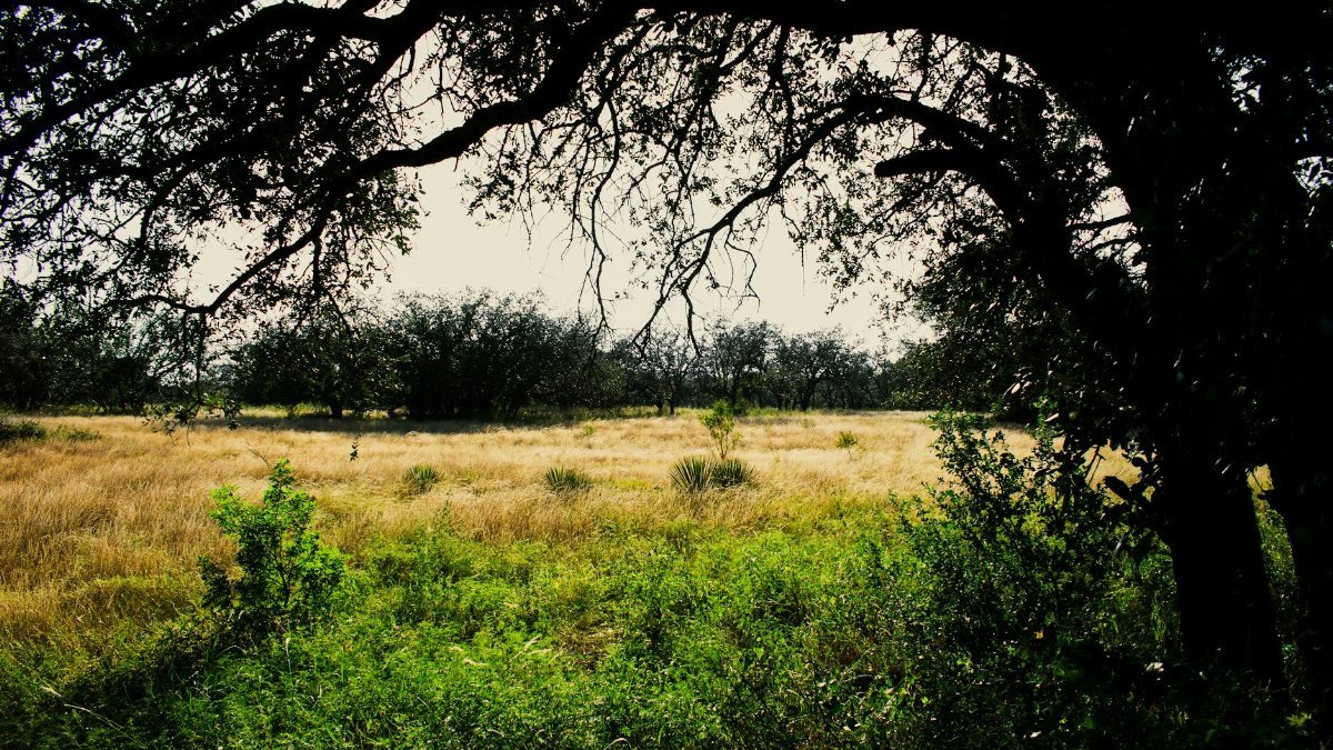 Peaceful view of a grassy field framed by a large oak tree in Brady, TX.