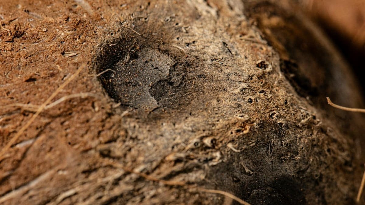 Detailed close-up of an animal footprint in soft soil, showing texture and detail.