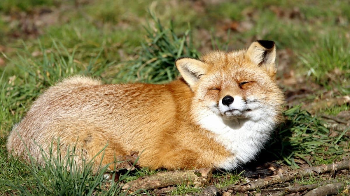 A peaceful red fox basks in the sunlight amidst a grassy meadow, showcasing its natural beauty.