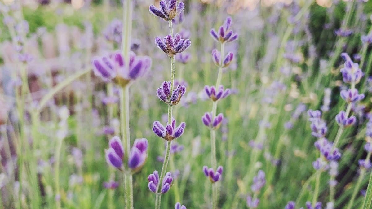Vibrant close-up of purple Lavandula flowers in a lush garden setting. Soft focus enhances natural appeal.