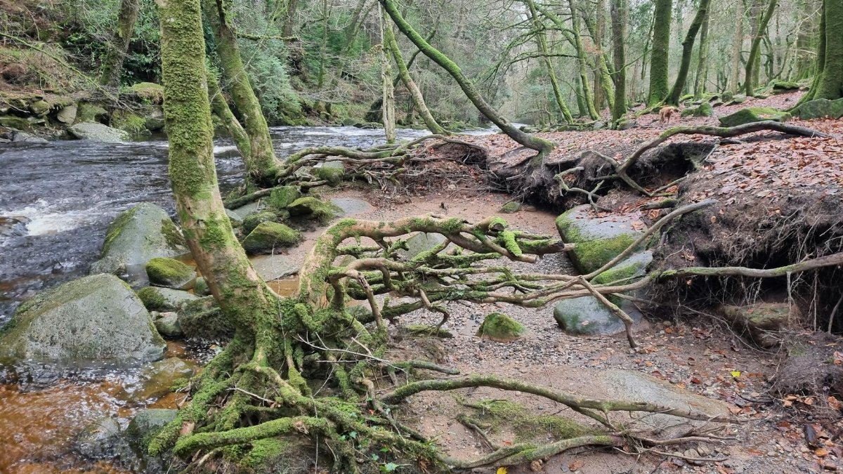 Serene natural scene with twisted roots and moss-covered trees beside a river.