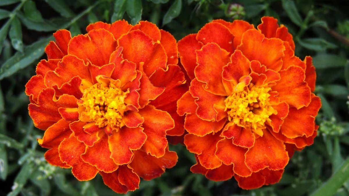Close-up of two vibrant orange marigold flowers in full bloom, showcasing natural beauty.