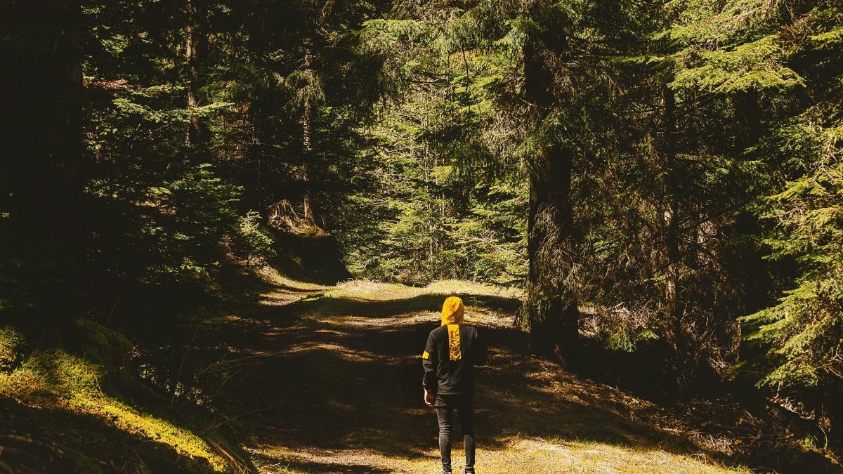 Person walking alone on a sunlit forest path in France, highlighting solitude and nature's beauty.