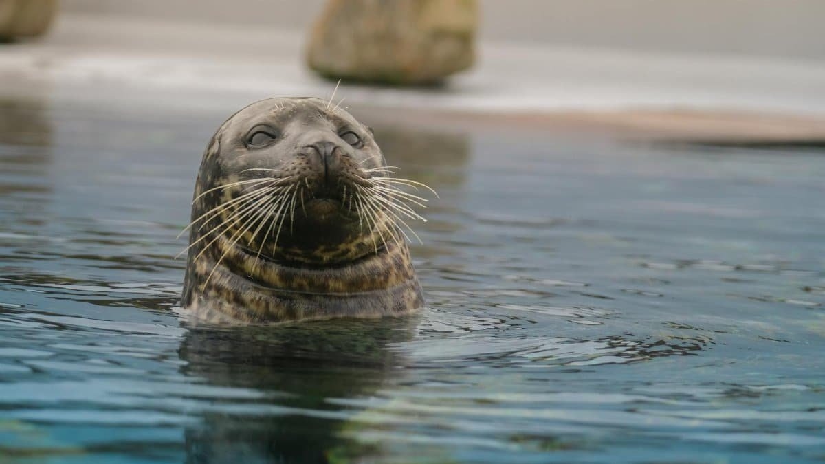A harbor seal swims peacefully in calm water, showcasing its whiskers and curious expression.