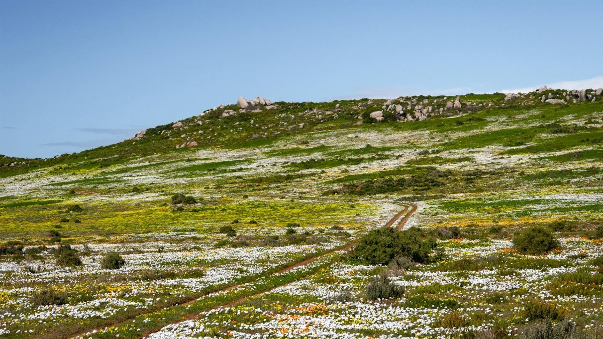 Explore a stunning meadow of wildflowers on the West Coast of South Africa, perfect for nature enthusiasts.