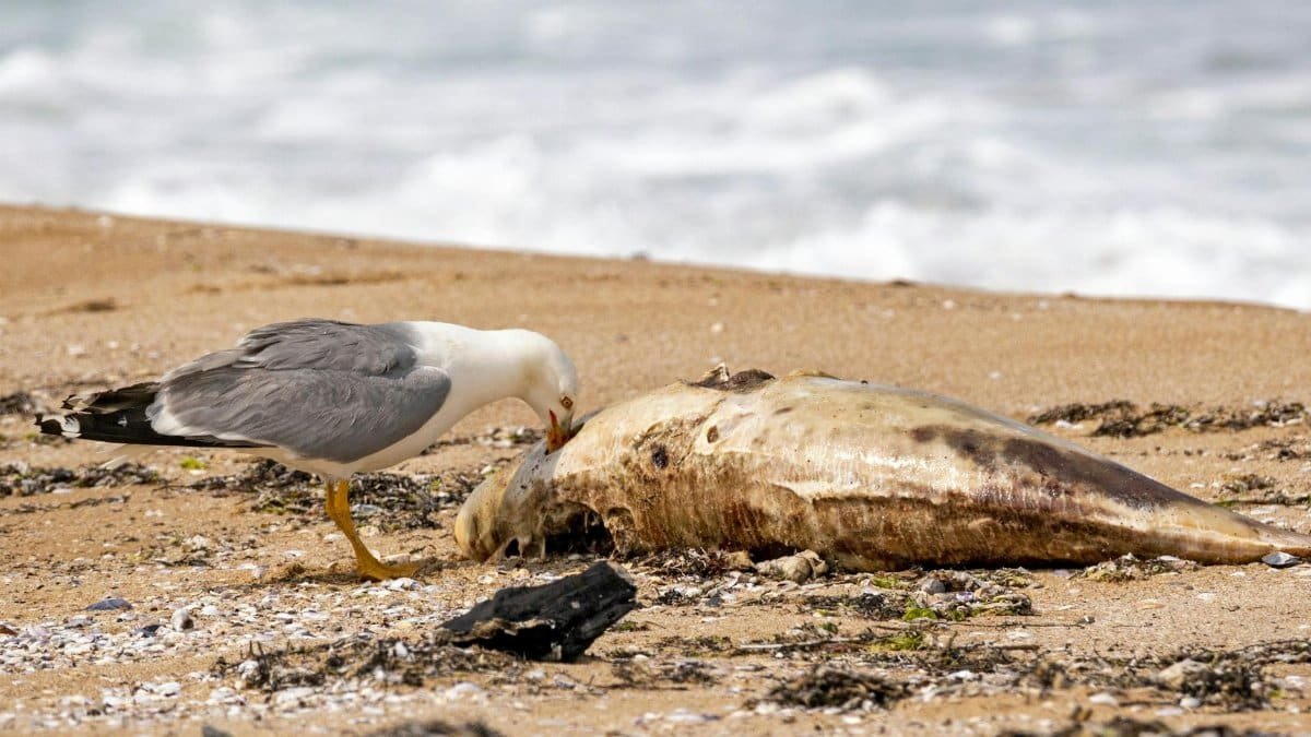 A seagull scavenges a dead fish on a sandy beach, illustrating coastal wildlife behavior.