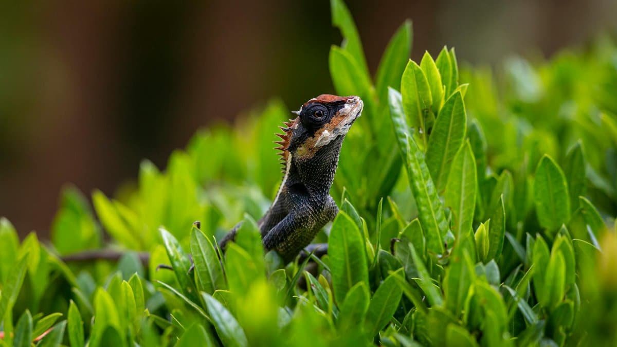 Close-up of an Emma Gray's forest lizard peering through vibrant green leaves.