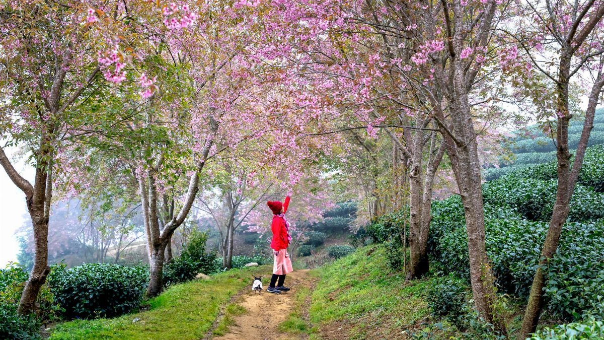 Asian woman in a vibrant garden reaching for cherry blossoms, symbolizing spring.