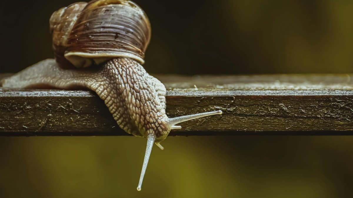 Detailed close-up of a snail crawling on a wooden surface with a blurred background.