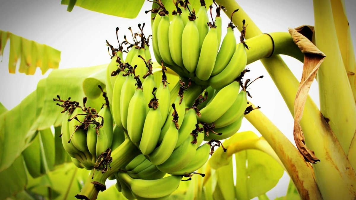 Vibrant green banana cluster growing on a tropical plant, showcasing fresh and natural produce.