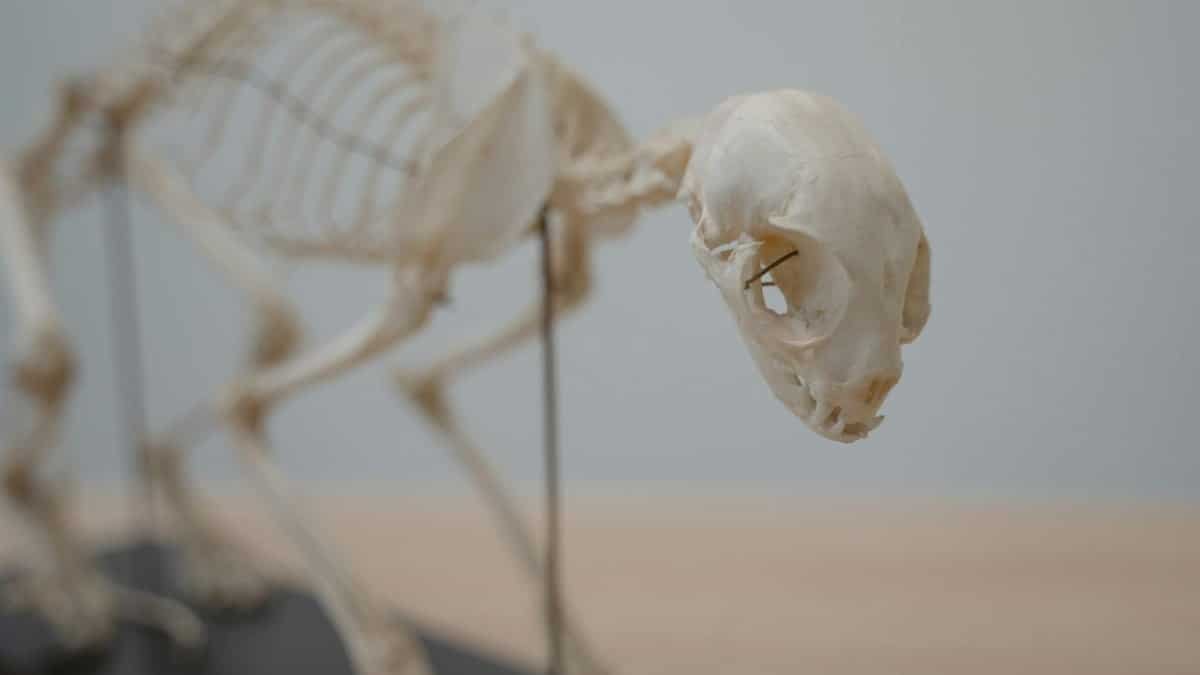Detailed view of an animal skeleton on a desk, highlighting educational and anatomical aspects.