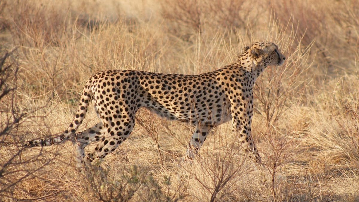 A cheetah walks through dry grass in a savanna. Wildlife photography capturing elegance in nature.