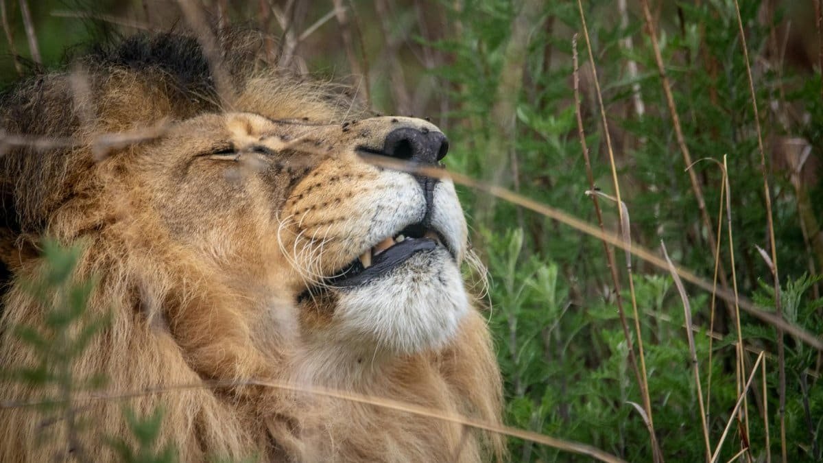 Close-up of a lion savoring the outdoors, surrounded by lush greenery.