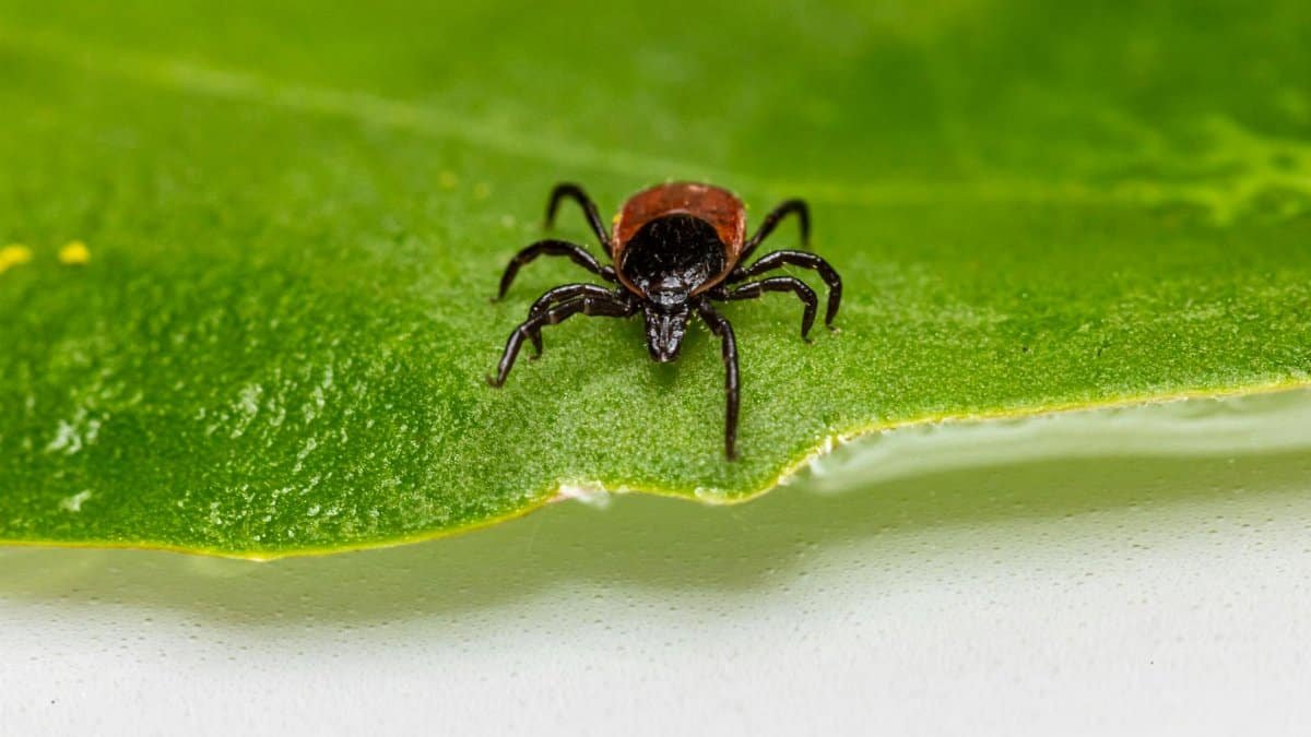 Detailed close-up of a deer tick crawling on a green leaf, emphasizing its role as a disease vector.