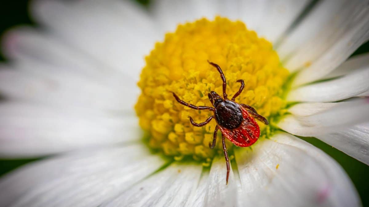 Detailed macro photography of a tick on a chamomile flower, highlighting parasitic nature.