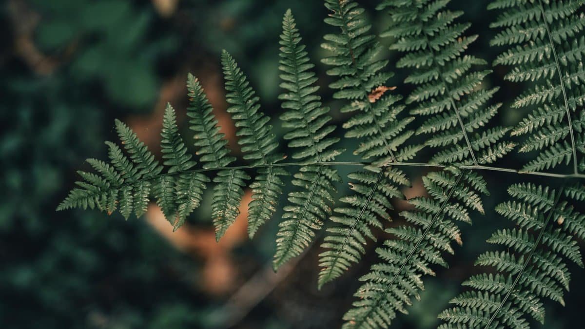 A detailed close-up of a lush green fern leaf with a natural blurred background.