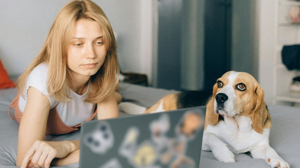 Young woman working on a laptop with her beagle by her side, indoors on a bed.