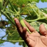 Close-up of a hand holding okra on a farm, emphasizing growth and healthy food.