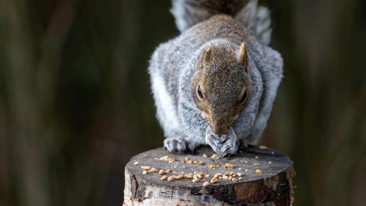 Close-up of a grey squirrel eating seeds on a tree stump in a woodland setting.