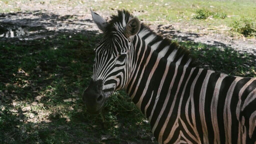 Captivating close-up of a zebra showcasing its distinct black and white stripes in natural habitat.