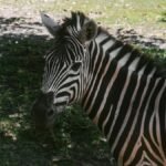 Captivating close-up of a zebra showcasing its distinct black and white stripes in natural habitat.