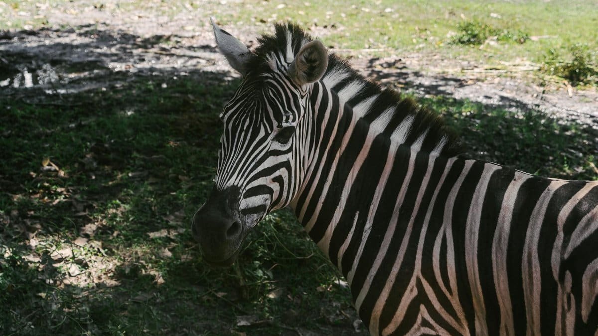 Captivating close-up of a zebra showcasing its distinct black and white stripes in natural habitat.