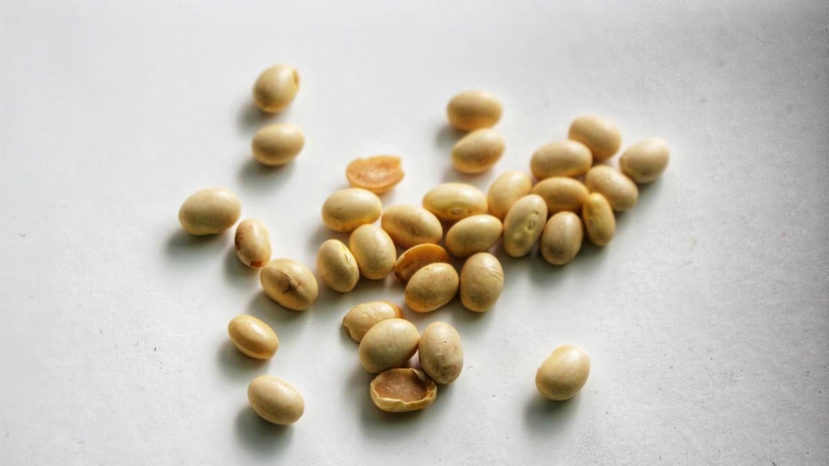 Close-up image of soybeans scattered on a white surface.