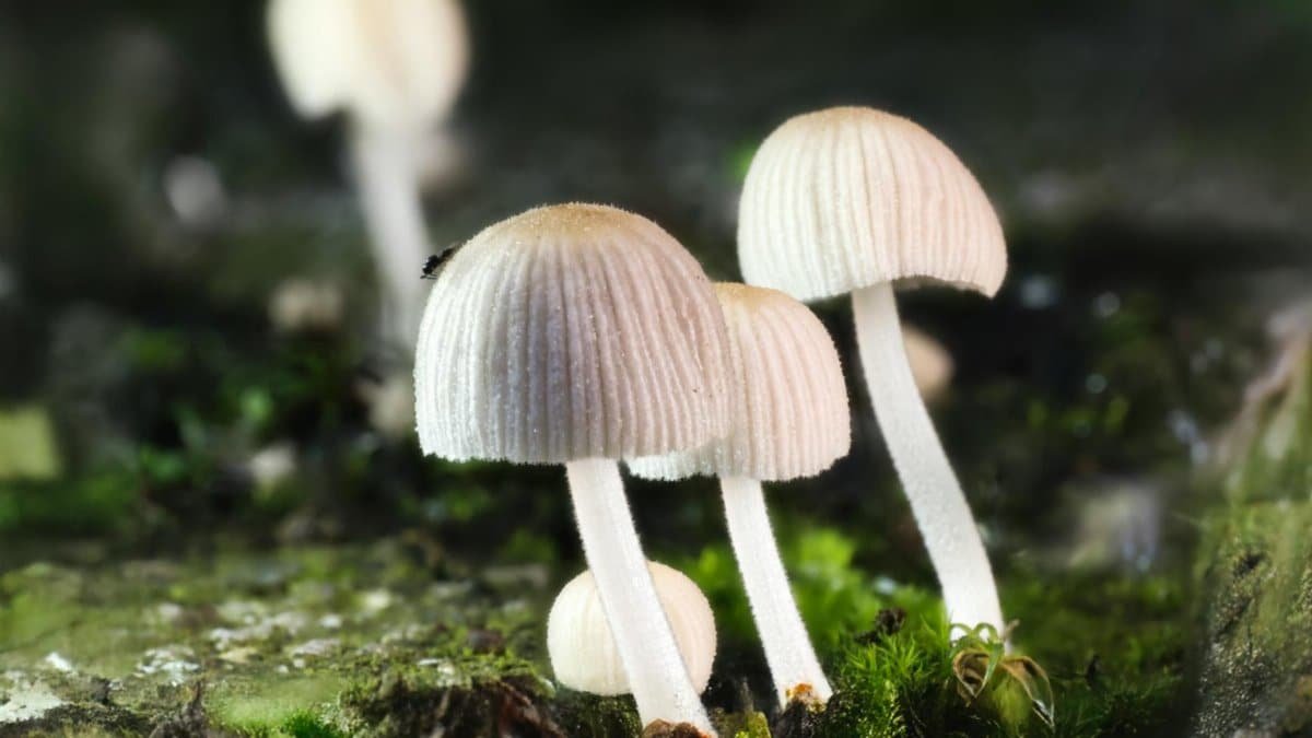Detailed close-up of white fungi growing on mossy forest floor, creating a serene natural landscape.