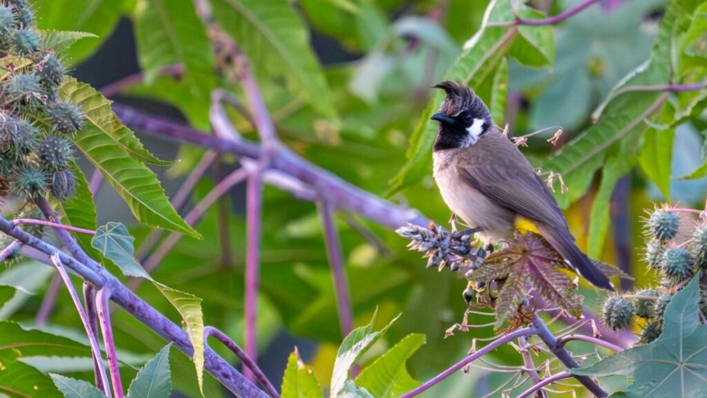 A black-crested bulbul sits on a castor oil plant, surrounded by green foliage.