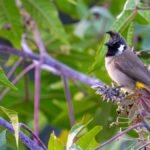 A black-crested bulbul sits on a castor oil plant, surrounded by green foliage.