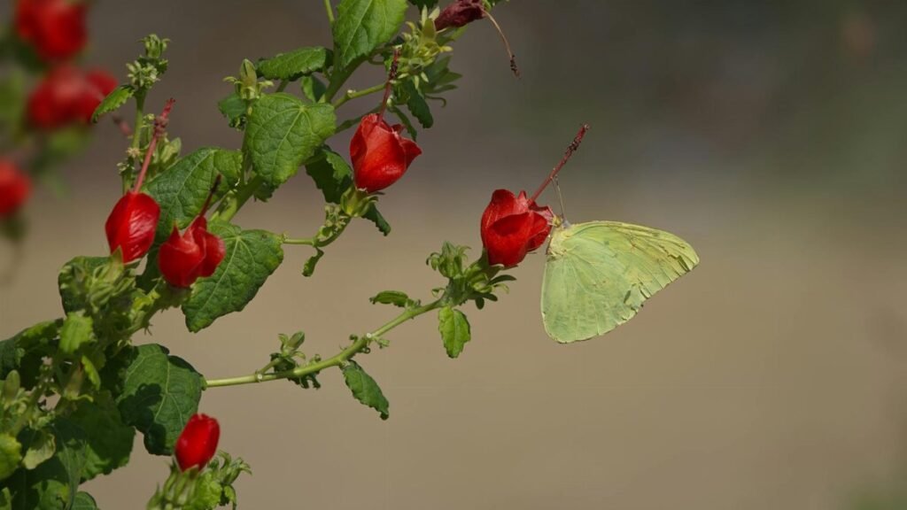 A green butterfly perches delicately on vibrant red flowers in a natural Fort Worth setting.