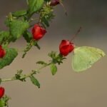 A green butterfly perches delicately on vibrant red flowers in a natural Fort Worth setting.