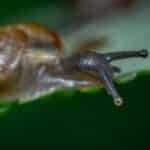 Detailed macro image of a snail crawling on a green leaf, showcasing texture and detail.
