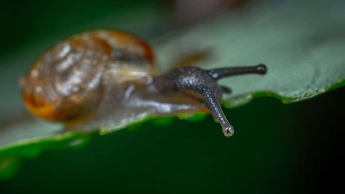 Detailed macro image of a snail crawling on a green leaf, showcasing texture and detail.