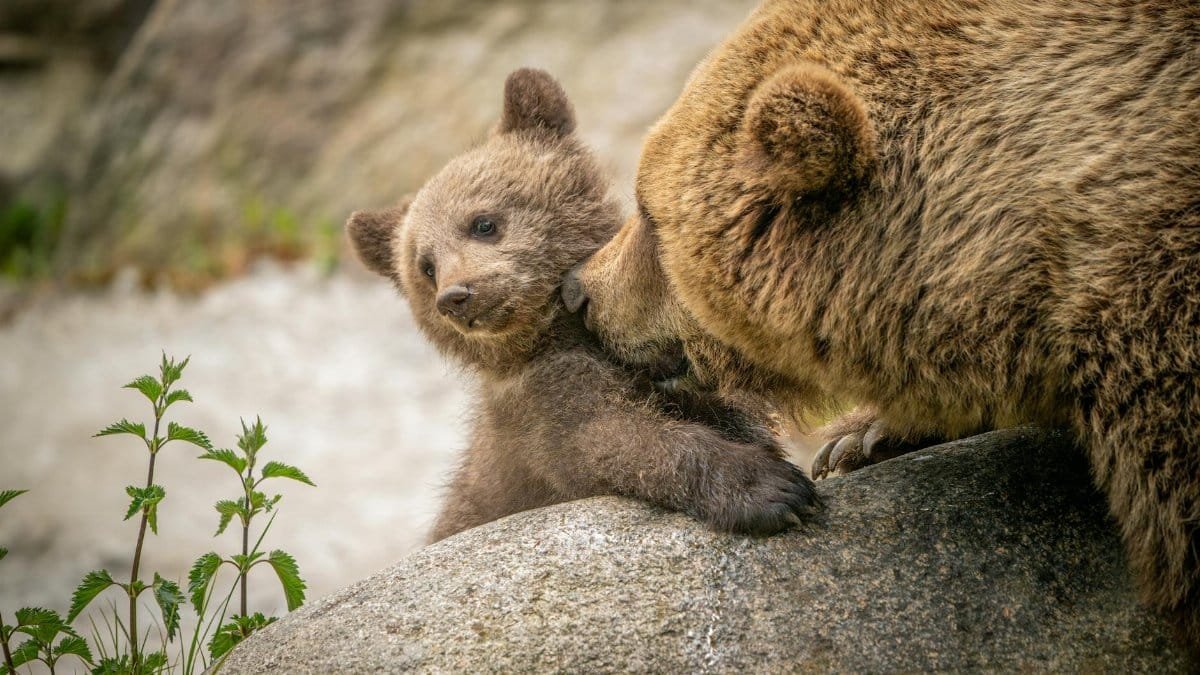 Adorable brown bear cub nuzzles its mother on a rock in a natural setting.